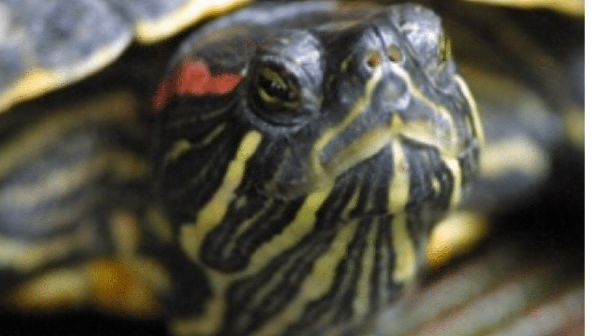 Adopter une tortue : un geste réfléchi…
