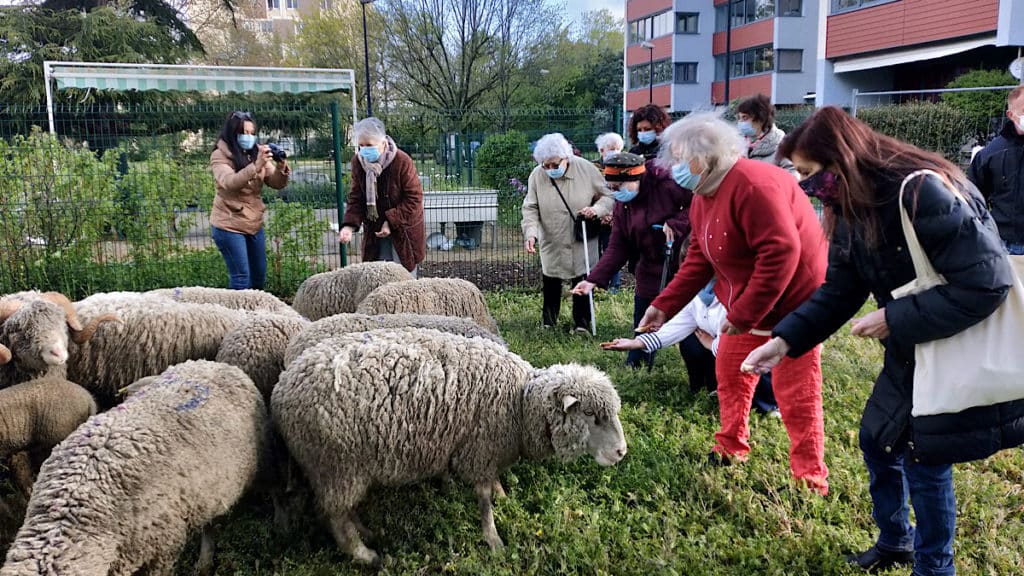Les moutons de Naturama vont pâturer dans un EHPAD de Saint-Priest