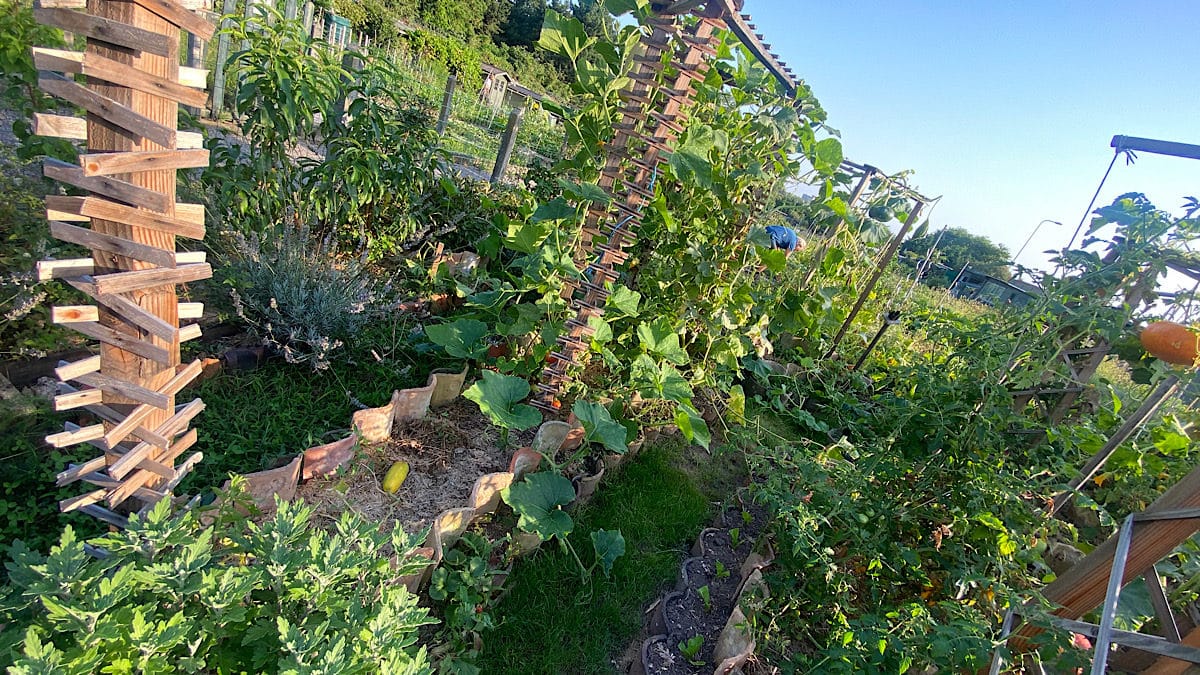 jardin potager