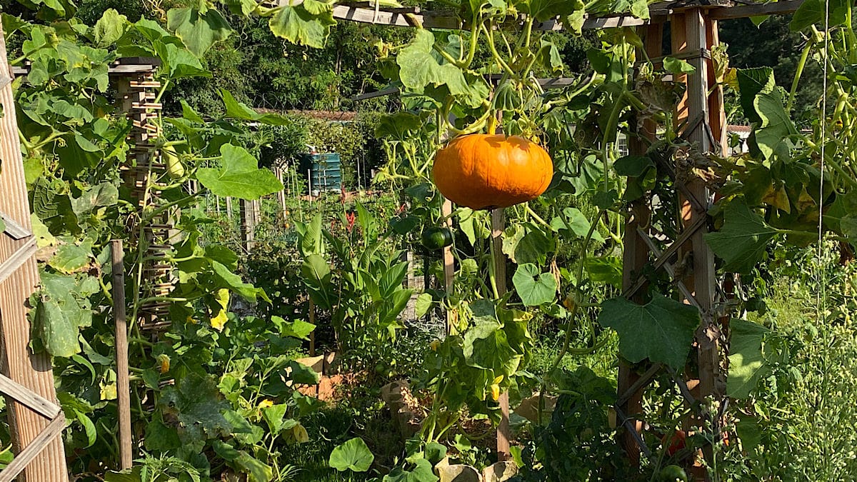 courges