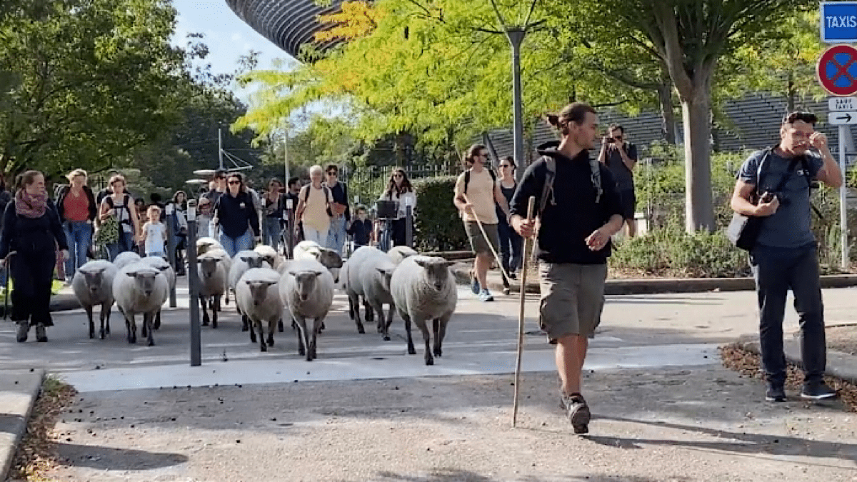 Bergerie Urbaine transhumance