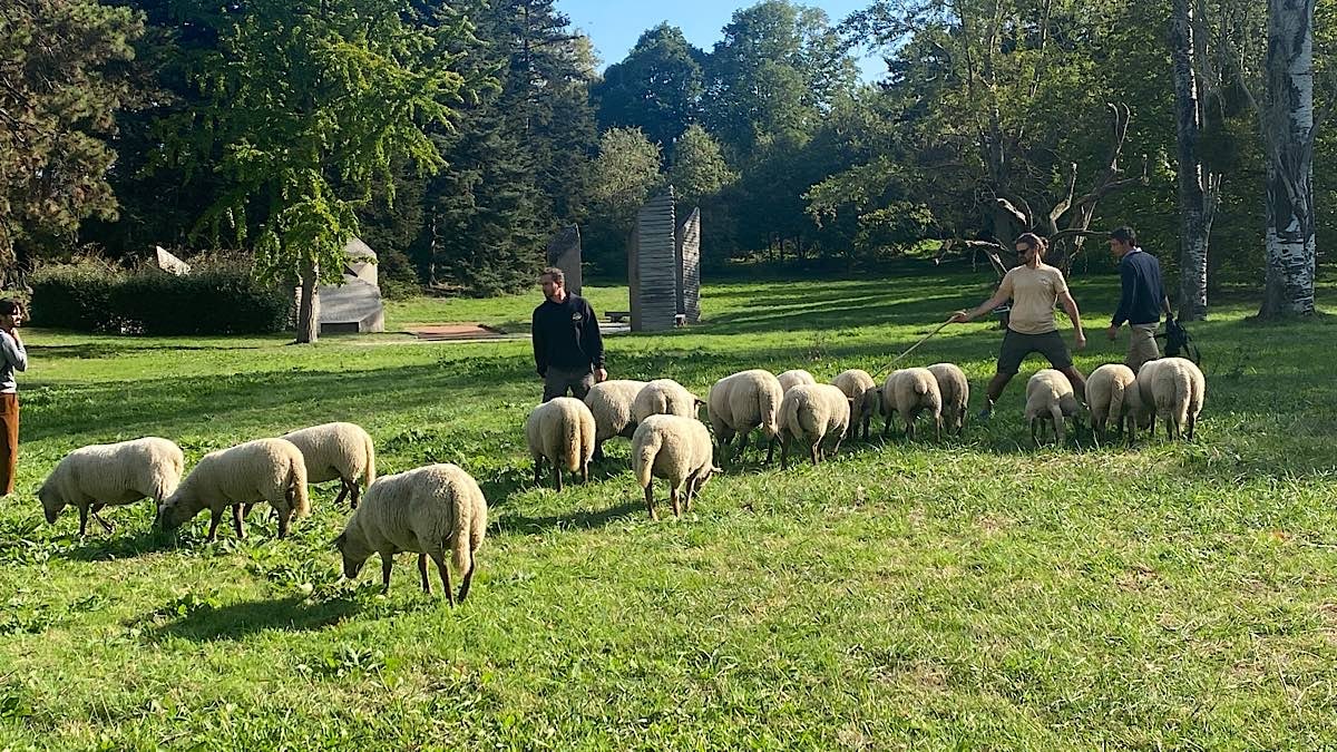 Bergerie Urbaine transhumance