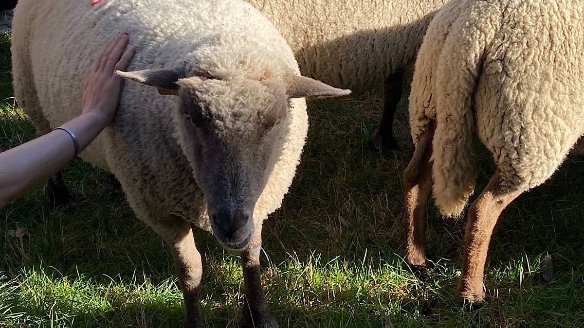 Bergerie Urbaine transhumance