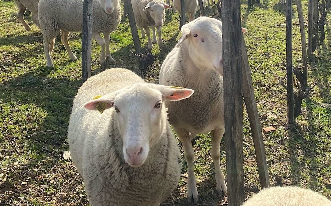Naturama : des moutons pour soigner les vignes