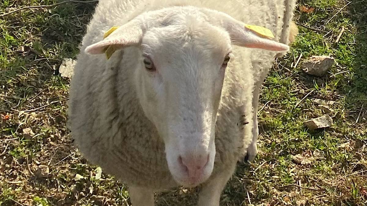 mouton Vienne