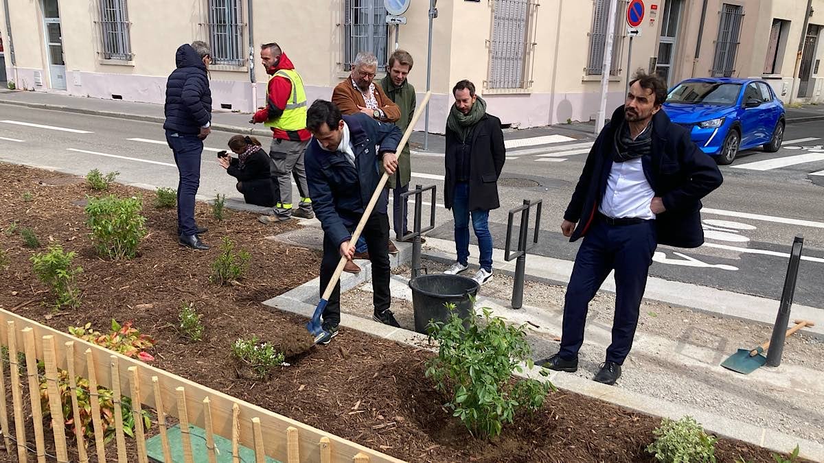 arbres plantés