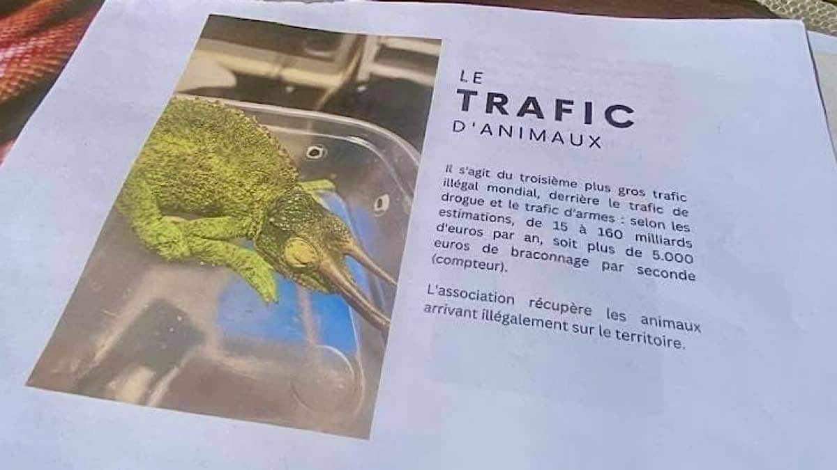 trafic d'animaux