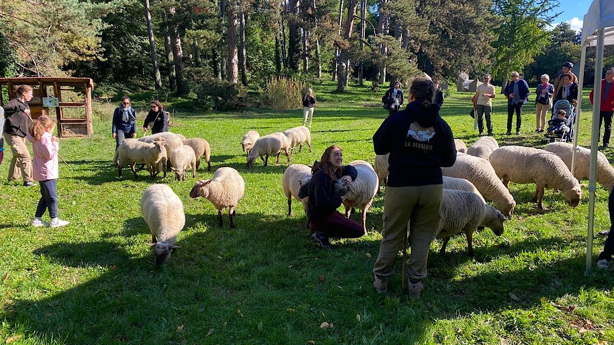 Bergerie Urbaine moutons