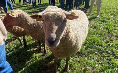 Transhumance du Grand Lyon : les moutons débarquent en ville