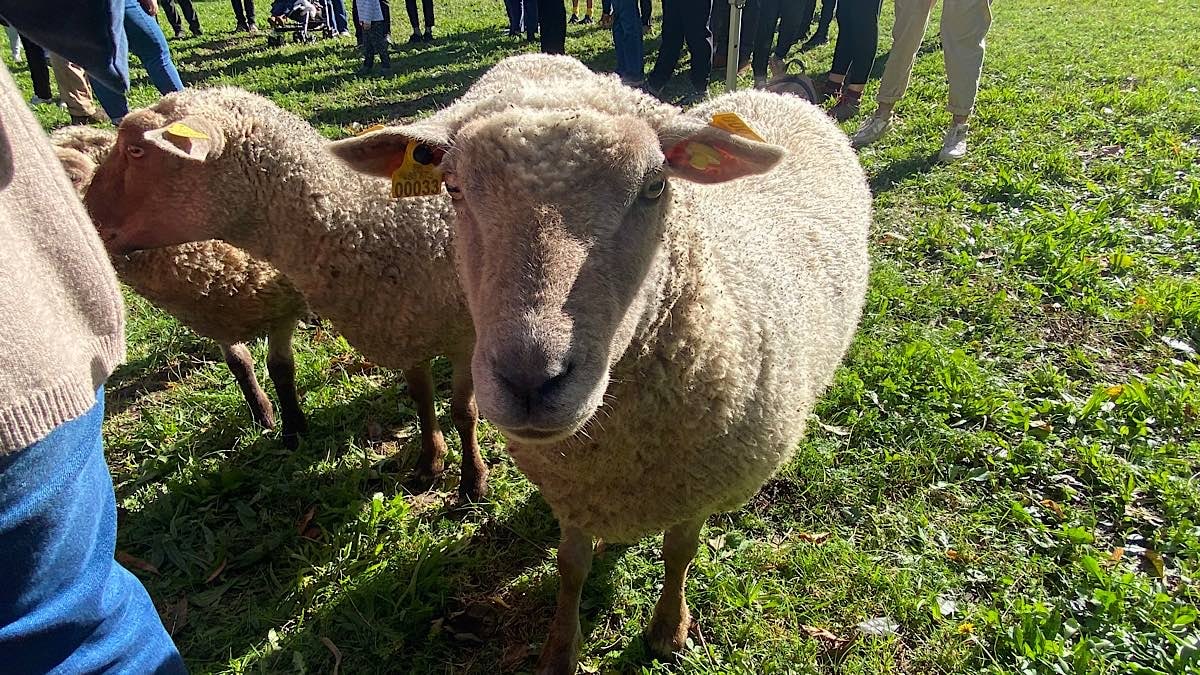 Transhumance du Grand Lyon