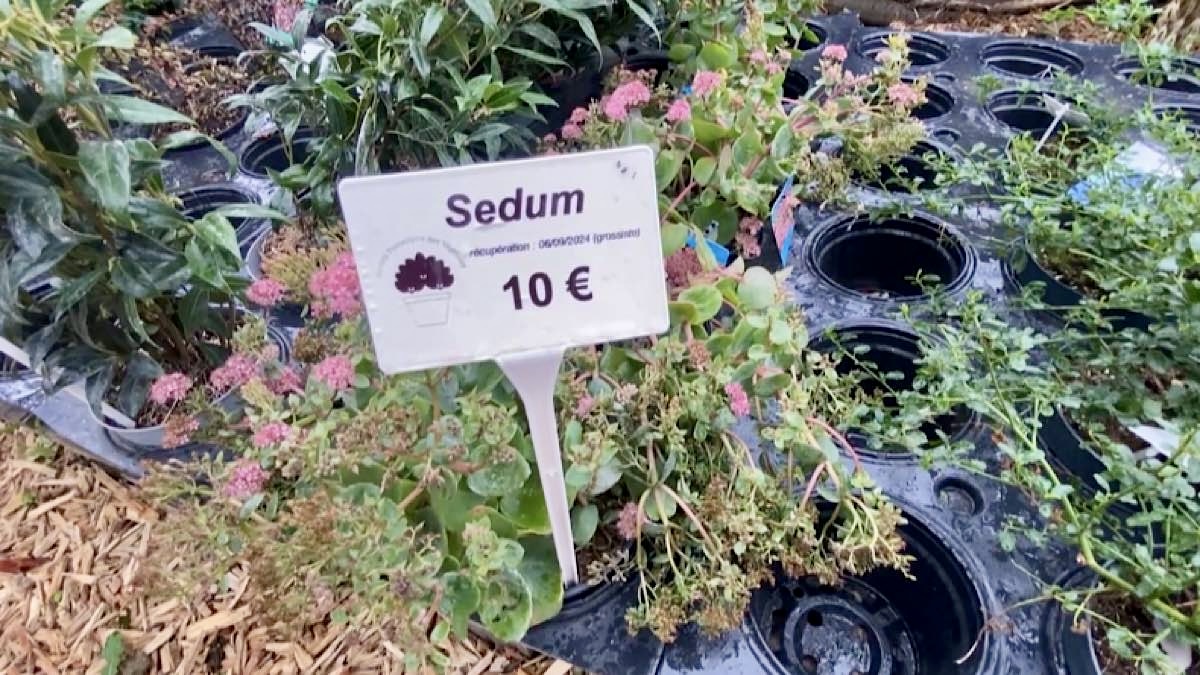 prix des plantes