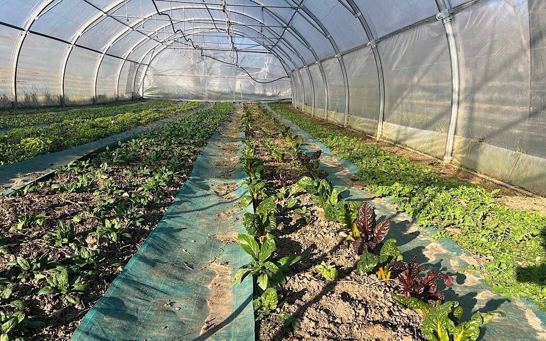 Terre de Milpa : semer des légumes… et des opportunités