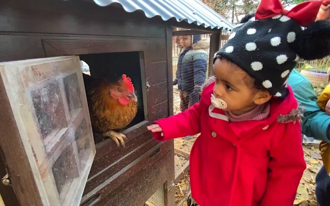 Naturama installe des poulaillers en crèches