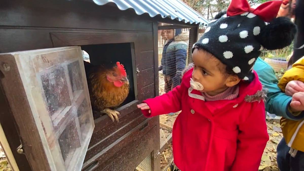 poulaillers en crèches